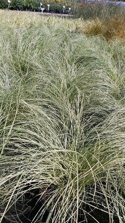 Carex comans 'Frosted Curls' 3L - image 3