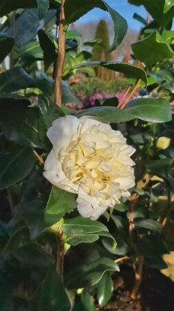 Camellia j. 'Brushfield's Yellow' 10L