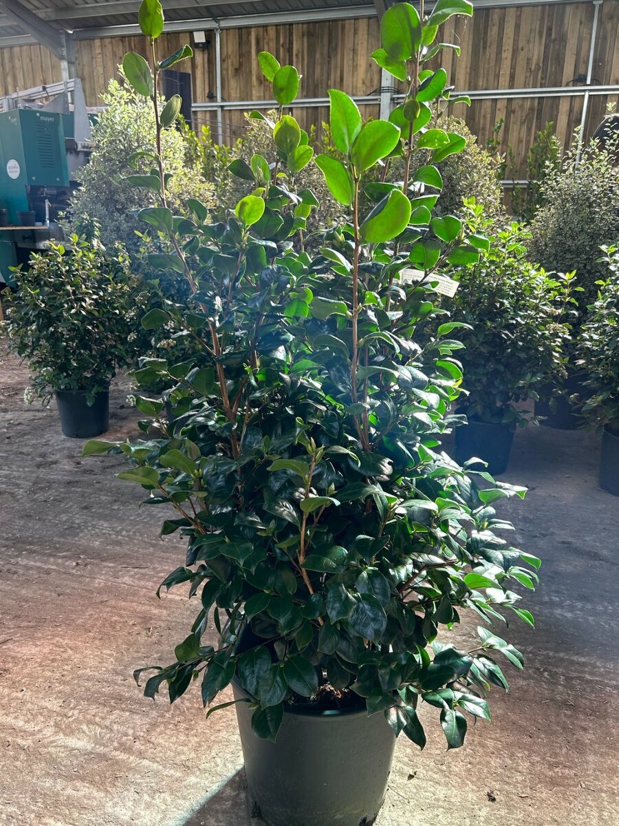Camellia j. 'Lady Campbell' 90-100 25L - Van Arnhem Nursery