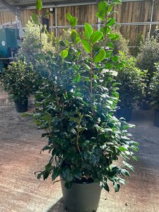 Camellia j. 'Lady Campbell' 90-100 25L