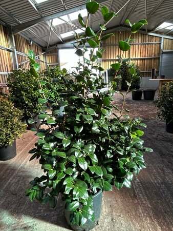 Camellia j. 'Lady Campbell' 90-100 25L - image 2