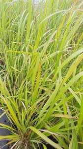 Calamagrostis brachytricha 10L