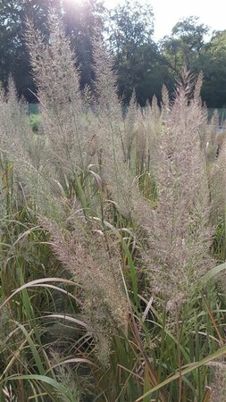 Calamagrostis brachytricha 10L - image 3
