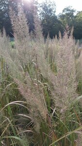 Calamagrostis brachytricha 10L - image 3