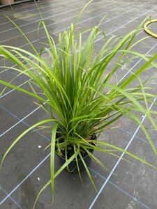 Calamagrostis brachytricha 3L