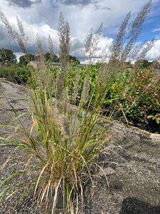 Calamagrostis brachytricha 10L - image 2
