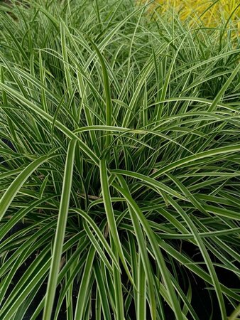 Carex morrowii 'Ice Dance' 3L - image 1