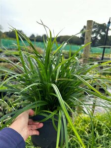 Carex morrowii 'Irish Green' 3L - image 3