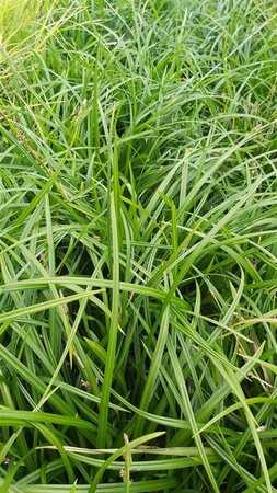 Carex morrowii 'Irish Green' 5L - image 1