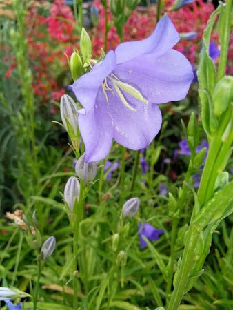 Campanula persicifolia 3L
