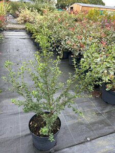 Ceanothus Burkwoodii 10L