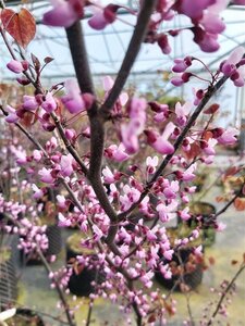 Cercis can. 'Forest Pansy' 125-150 Root Ball