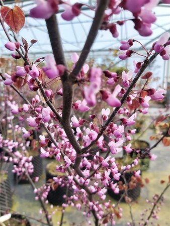Cercis can. 'Forest Pansy' 200-225 12L