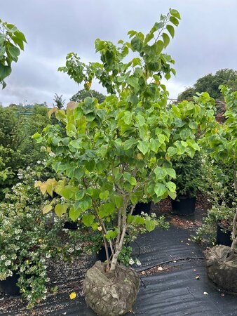 Cercis chinensis 'Shirobana' 150-175 Root Ball
