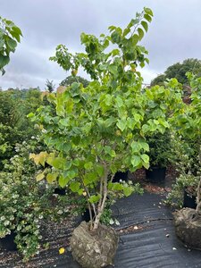 Cercis chinensis 'Shirobana' 150-175 Root Ball