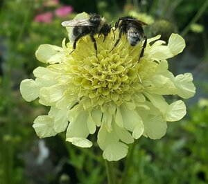Cephalaria gigantea 10L