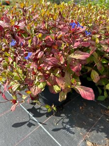 Ceratostigma plubaginoides 2L - image 2