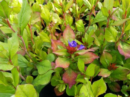 Ceratostigma plubaginoides 2L - image 1