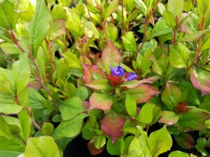 Ceratostigma plubaginoides 2L - image 1