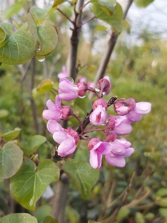 Cercis siliquastrum 200-225 12L