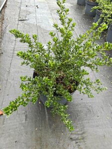 Ceanothus thyrs. 'Skylark' 10L