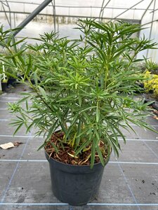 Choisya Aztec pearl 10L