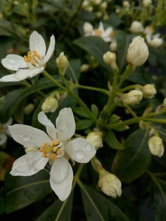 Choisya ternata White Dazzler 10L - image 2