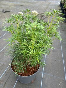 Choisya ternata White Dazzler 10L - image 3