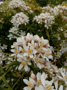 Choisya ternata White Dazzler 10L