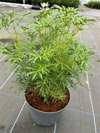 Choisya ternata White Dazzler 3L - image 2