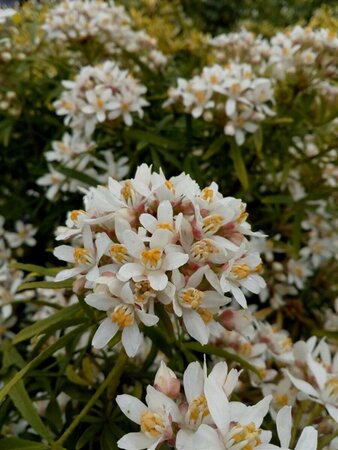 Choisya ternata White Dazzler 3L - image 1