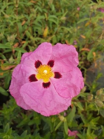 Cistus x purpureus 3L - image 1