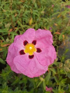 Cistus x purpureus 3L - image 1