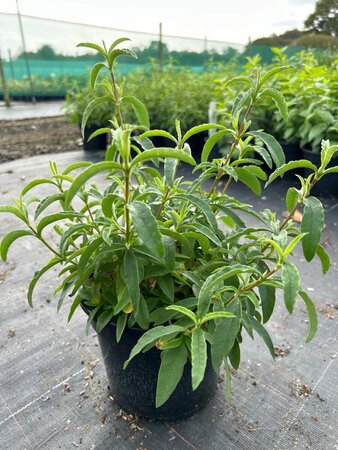 Cistus x purpureus 3L - image 2