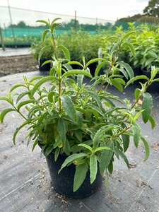 Cistus x purpureus 3L - image 2
