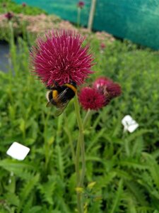 Cirsium rivulare 'Atropurpureum' 2L