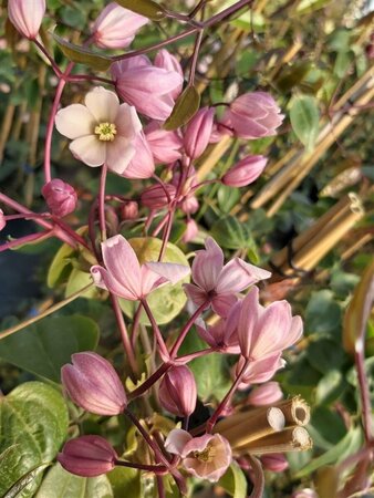 Clematis arm. 'Apple Blossom' 90-100 3L - image 1
