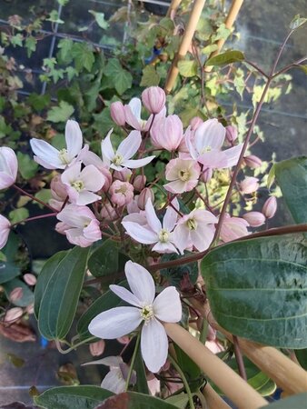 Clematis arm. 'Apple Blossom' 90-100 3L - image 2