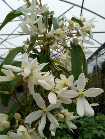 Clematis armandii 90-100 3L