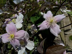 Clematis mont. rubens 90-100 3L - image 2