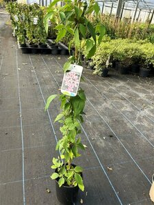 Clematis mont. rubens 90-100 3L
