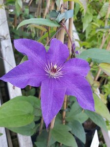 Clematis 'The President' 90-100 3L