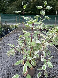 Cornus alba Elegantissima 10L
