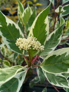 Cornus alba Elegantissima 100-125 Root Ball