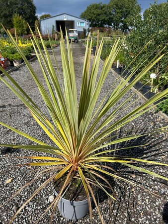 Cordyline aus. 'Torbay Dazzler' 5L - image 2