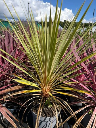 Cordyline aus. 'Torbay Dazzler' 5L - image 1