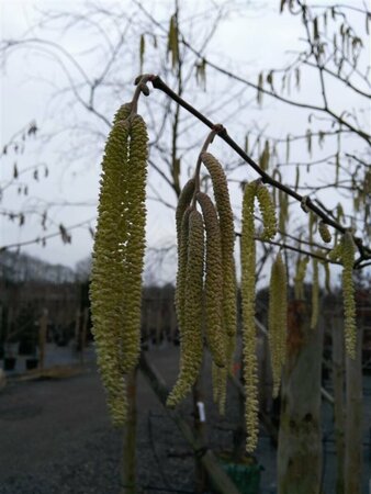 Corylus avellana 90-100 Bare Root