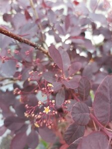 Cotinus cog. 'Royal Purple' 10L