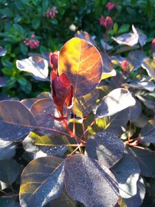 Cotinus cog. 'Royal Purple' 10L - image 2