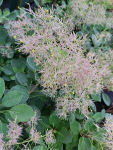 Cotinus cog. 'Young Lady' 10L - image 1